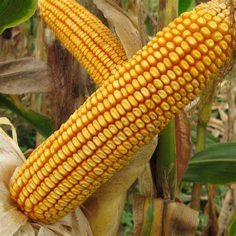 迪卡2350积温玉米高产新品种