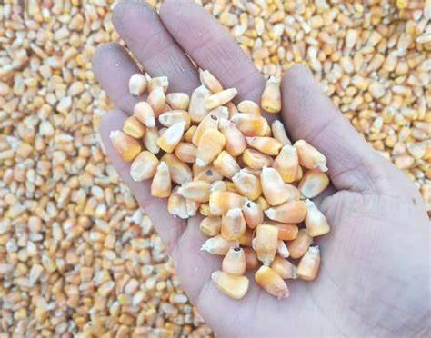 玉米种子8000粒是几斤