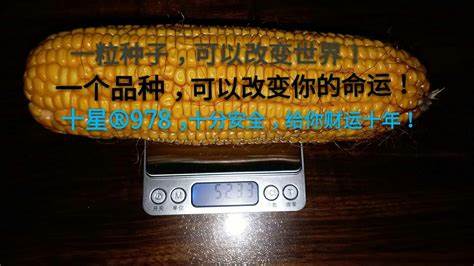 迪卡968玉米种子简介