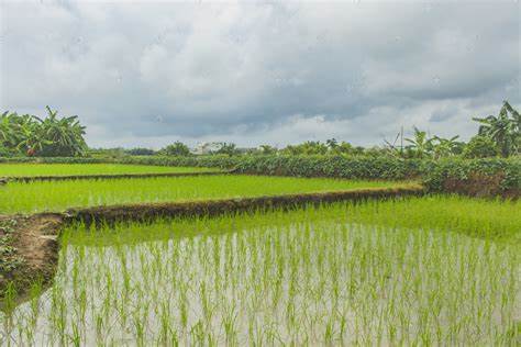 四川主要水稻品种