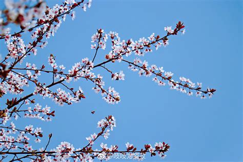 春日游，杏花吹满头|石家庄|杏花|校园_新浪新闻
