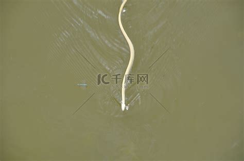草蛇在河里游泳高清摄影大图-千库网
