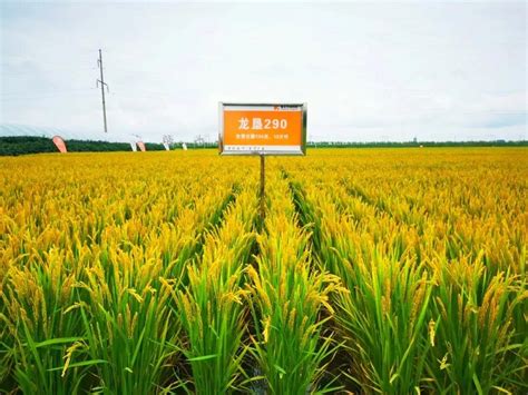 北大荒垦丰种业水稻育种取得新突破