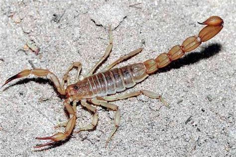 想知道蝎子吃什么-百度经验