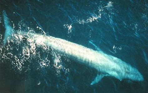 世界上最大的蓝鲸有多长(蓝鲸的鲸鞭有多大)-海诗网