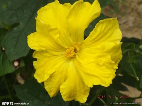 带你看蔬菜的花:苦瓜花图片