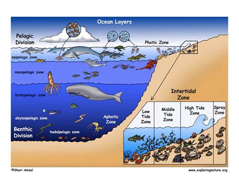 生物在海洋各个区域与深度的分布是怎样的？ - 知乎
