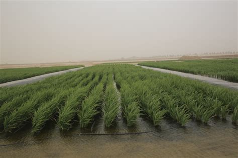 独家揭秘！袁隆平团队如何在迪拜沙漠种出水稻？_荔枝网新闻