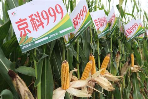 MC121、京科999玉米品种示范推广观摩活动举行|玉米|京科|品种_新浪新闻