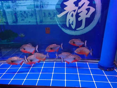 十大养不死的观赏鱼不用加氧(十大最好养的观赏鱼) - 观赏鱼 - 广州观赏鱼批发市场