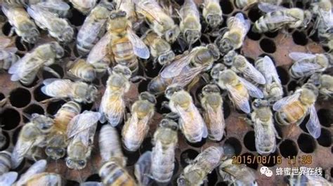 蜜蜂的天敌是什么动物，附具体介绍 - 农敢网