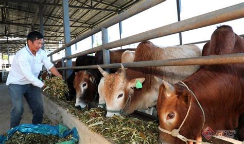 龙腾乳业：以生态养殖为基础，打造云南羊奶品牌|云南|奶山羊|龙腾_新浪新闻