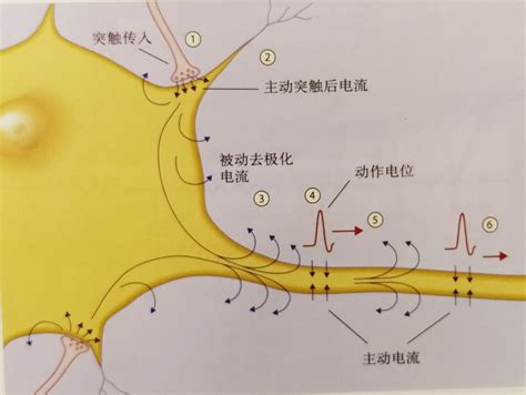 认知神经科学系列｜(2)细胞机制与认知_被动电流-CSDN博客