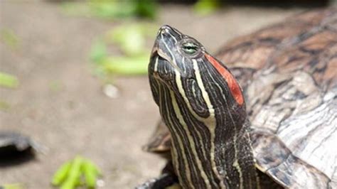你知道你放生的龟有多凶残吗？----成都生物研究所