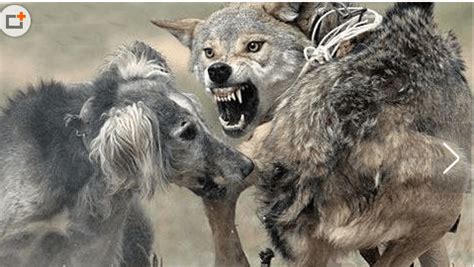 为了保护羊群和主人, 三只忠犬拼了命大战闯入的狼|主人|狼|羊群_新浪新闻