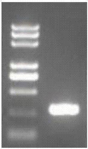判断PCR结果是否为假阳性的方法与流程