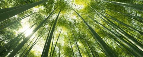 新竹高于旧竹枝，全凭老干为扶持是什么意思