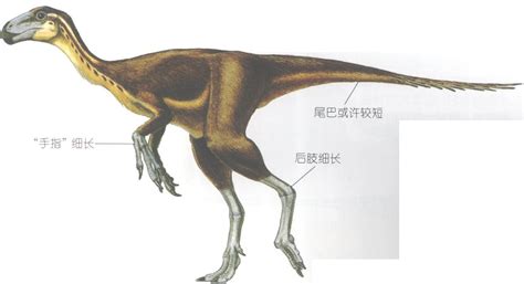 龙脚图片