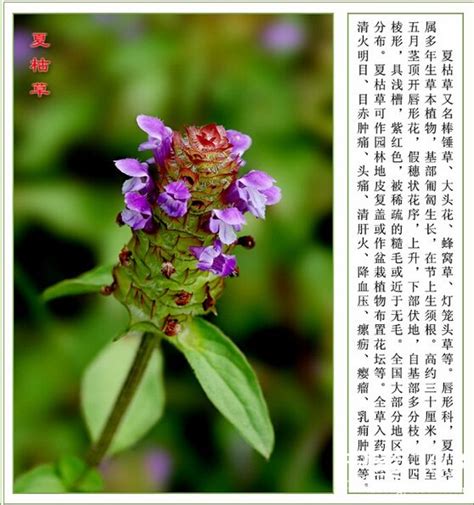夏枯草图图片