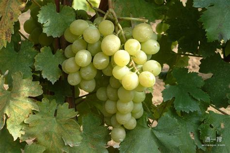 能酿造出浓郁水果风味甜型葡萄酒的葡萄品种