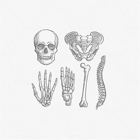 矢量人体骨骼图片素材免费下载 - 觅知网