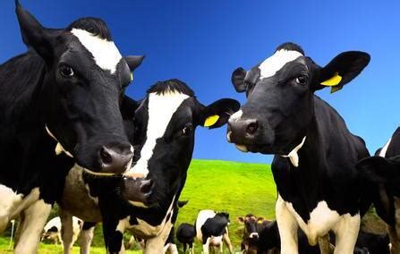 喝牛奶已进入“选牛”时代，你准备好了吗？ 你听说过A2型奶牛吗?很久以前,自然界中的奶牛都是A2型奶牛，经历数千年繁衍,A1型奶牛开始出现。时 ...