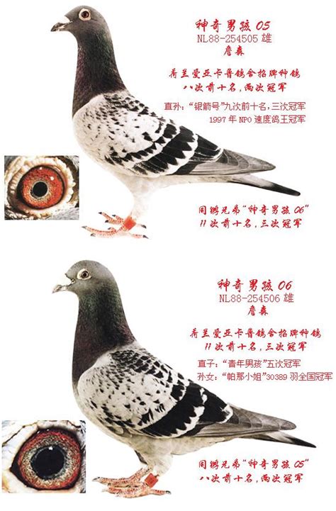 詹森名鸽-中国信鸽信息网相册