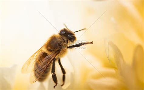 蜜蜂的飞行,蜜蜂轨迹,蜜蜂的种类_大山谷图库