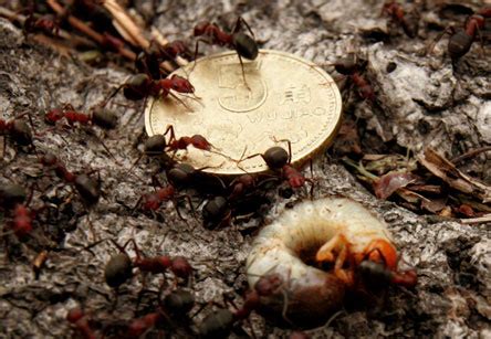 食人蚁电影 - 随意优惠券