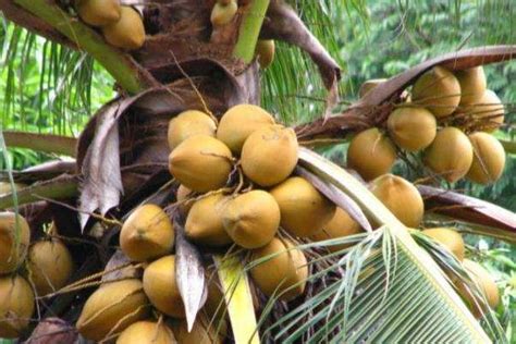 中国椰子市场缺口巨大 海南农友积极扩种突围 - 农牧世界