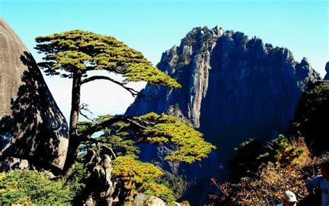 迎客松图片