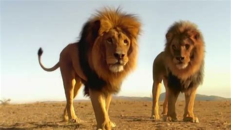 狮王找到失散多年的儿子，为了拯救动物们，踏上冒险旅途！（中）_电影_高清完整版视频在线观看_腾讯视频