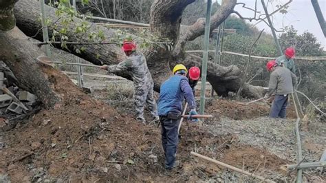 330岁的古樟树遭人“下毒”！长沙警方侦破危害国家重点保护植物案 - 法眼 - 新湖南