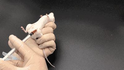 Amy1基因敲除小鼠动物模型的构建方法及应用与流程