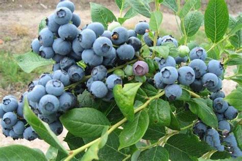 蓝莓熟了！“相约茶亭果然有味”首届果蔬采摘季活动启动-望城区-长沙晚报网