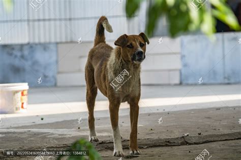 【农家的护犬摄影图片】生态摄影_空鸣_太平洋电脑网摄影部落