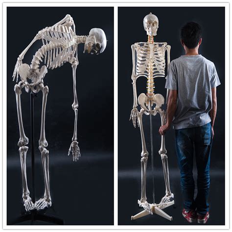 男性盆骨骨架结构图（背面）图片免费下载_红动中国