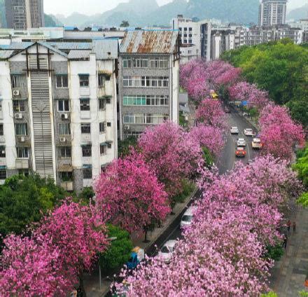 2020年柳州紫荆花开放，龙城美景任你遨游，体验不一样的春天气息-搜狐大视野-搜狐新闻