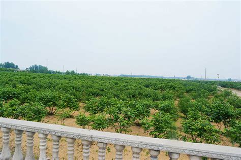 江门市家庭农场唱响农业高质量发展“致富经”-广东省农业农村厅网站