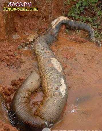 【挖掘机挖出巨蛇图片】_蛇的图片_毒蛇网