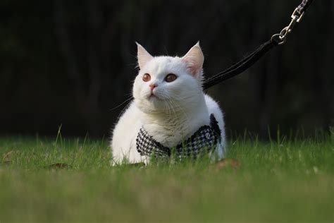 白色的猫有哪些品种（白色的毛为什么又少又贵） - 胖萌舍宠物网