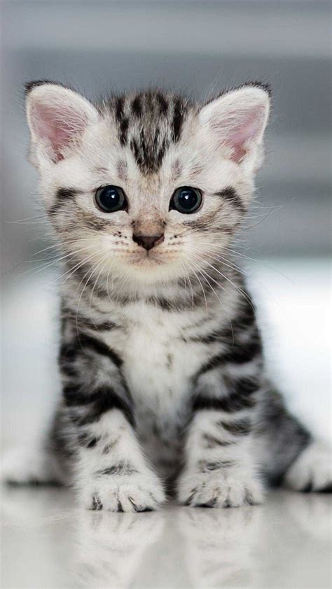 Cute Simple Wallpaper Cat