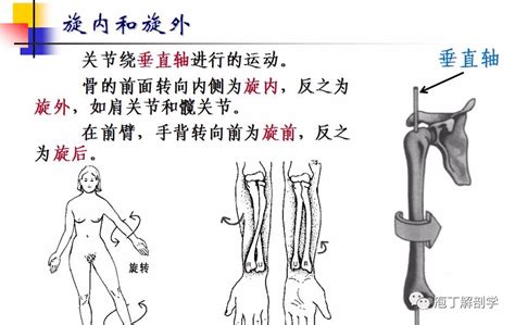 跖屈和背伸的图图片