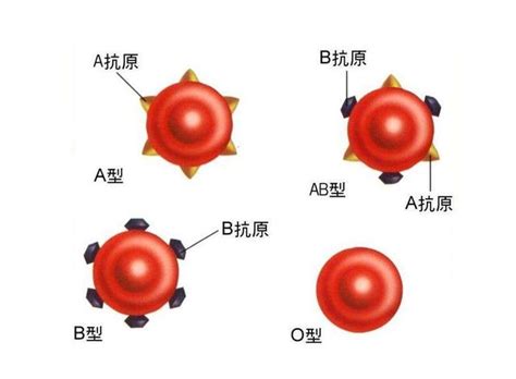 四大血型的特征 各种血型的性格特点 - 第一星座网