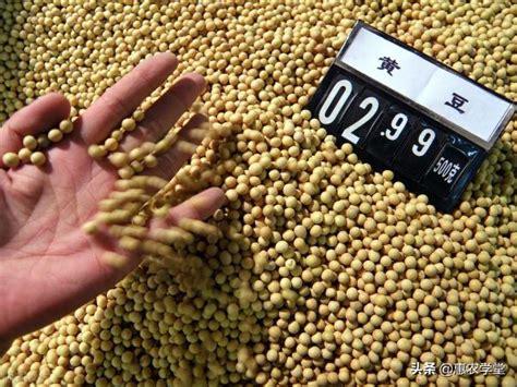2021大豆价格最新行情-大豆现在什么价格-大豆的作用与功效 - 见闻坊