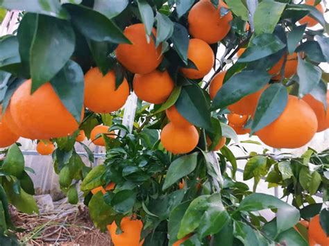 滨江森林公园柑橘采摘活动本周六开启，热门疑问解答来了→_橘子