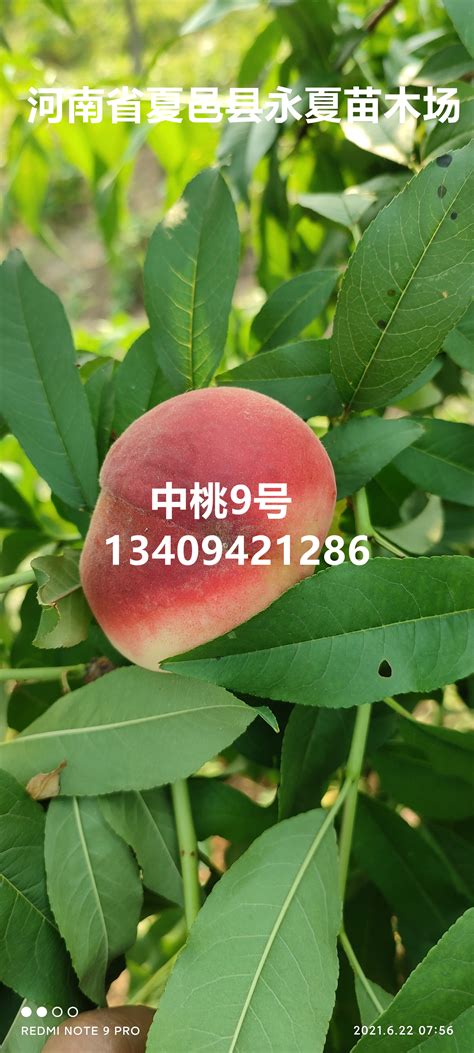2017年早熟桃树苗新品种简介_客户答疑_森泉苗木基地