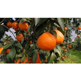 凉山果冻橙-果冻橙销售价格-润昌果业(****商家)_橙、桔、柑、柚_第一枪