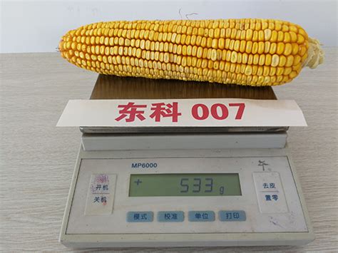 玉米种子（研发中）【价格/批发/供应商】_种子系列_泸州金土地公司