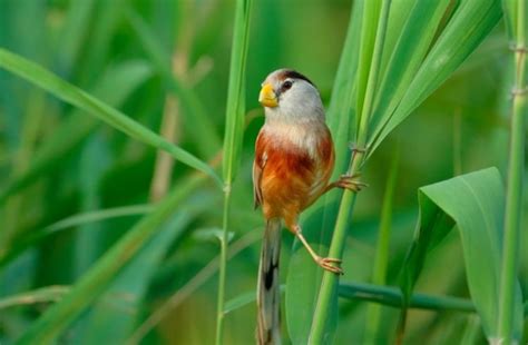 一种原因不明的新型流行病在鸟类中蔓延大量鸟类死亡 - 字节点击